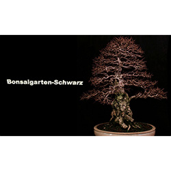 Bonsaigarten Schwarz