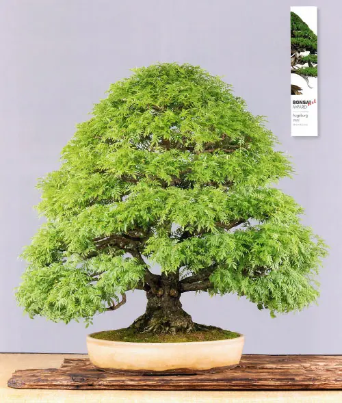 BONSAI ART AWARD 2022: Zwergblauregen von Gerhard Gruber (AT)